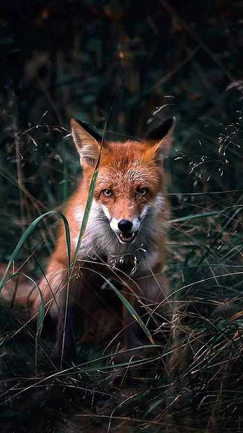 Fox, Brown, Animal HD phone wallpaper