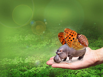 Fly away, little Hippo ! :), butterfly, hippo, curious, hand HD wallpaper