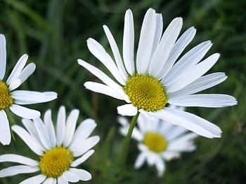 Plants, Flowers, Camomile HD wallpaper