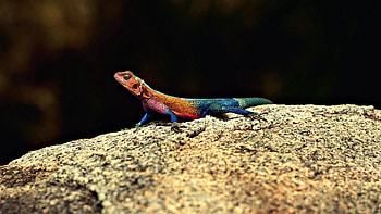 Animals, Rock, Color, Stone, Lizard HD wallpaper