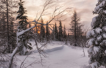 Lovely Winter, winter, trees, nature, snow HD wallpaper