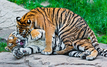 *** Tigers Fun ***, zwierzeta, tygrysica, mlode, tygrysy HD wallpaper