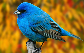 Animals, Bird, Sit, Branch HD wallpaper