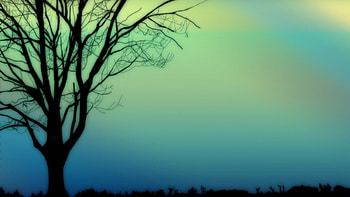 Silhouette Tree, bokeh, nature, cyan, silhouette, tree HD wallpaper