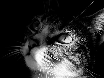 Animals, Cats HD wallpaper