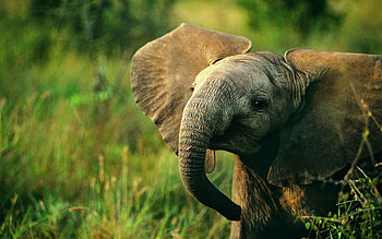 little elephant, cute animals, wildlife, elephants, Africa, wild animals HD wallpaper