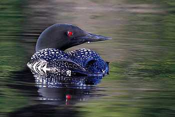 Common loon, Pet birds, Loon HD wallpaper