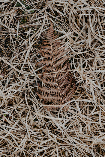 Nature, Grass, Sheet, Leaf, Withered, Dry, Rotten HD phone wallpaper