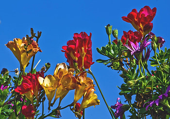Flowers, Sky, Bright, Flower Bed, Flowerbed, Different, sia HD wallpaper