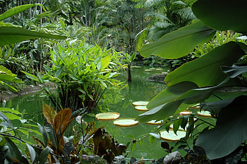 Nature, Leaves, Vegetation, Greens, Pond, Flora, Juicy HD wallpaper
