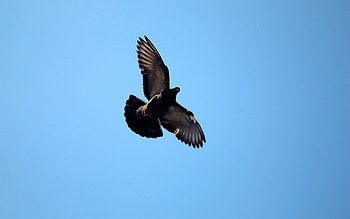 Animals, Sky, Bird, Flight, Dove HD wallpaper