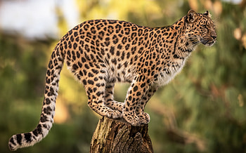 Leopard, animal, cat, spots HD wallpaper