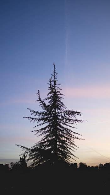 Nature, Sunset, Sky, Wood, Tree, Spruce, Fir HD phone wallpaper
