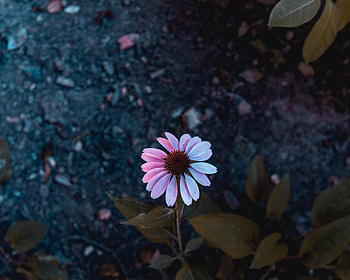 Flowers, Petals, Blur, Smooth, Bloom, Flowering, Osteospermum HD wallpaper