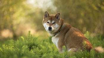 Shiba Inu, , Background , Animal HD wallpaper