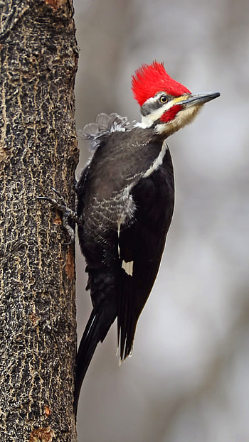 Woodpecker, Adorable, Bird HD phone wallpaper