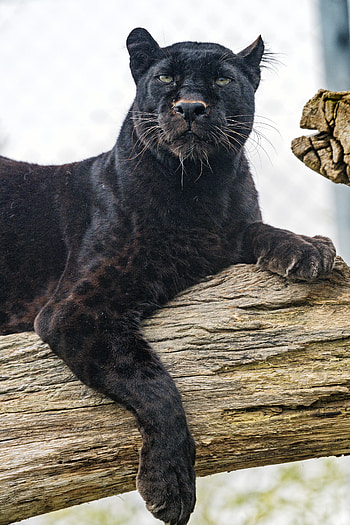 Animals, Predator, Big Cat, Sight, Opinion, Bagheera HD phone wallpaper