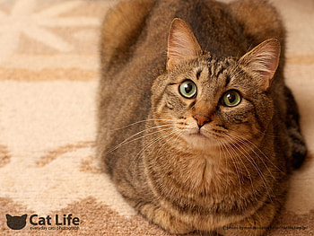 Cat life2, sweet, animal, kitten, cat, pet HD wallpaper