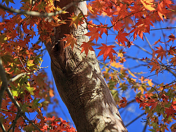 Nature, Autumn, Leaves, Branches, Trunk HD wallpaper