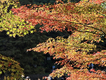 Nature, Autumn, Leaves, Wood, Tree HD wallpaper
