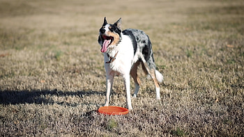 Dog grass panting, stock video, Panting dog, Dog on grass HD wallpaper