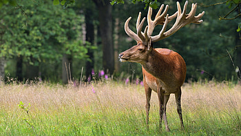 Antlers of deer, Majestic wildlife, Nature's beauty, Artistic background HD wallpaper
