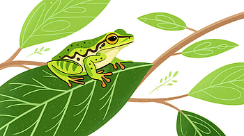 Tree Frog: A Vibrant Ultra, tree frog, frog, leaf, nature, green HD wallpaper