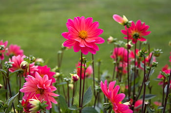 A captivating view of vibrant pink dahlias blooming in an outdoor garden setting. HD wallpaper