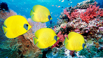 Bluecheek butterflyfish, Fish HD wallpaper