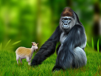 Gorilla, Animal, Goat, Monkeys HD wallpaper