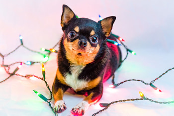 Christmas Chihuahua , Festive canine, Holiday spirit, Adorable pet HD wallpaper
