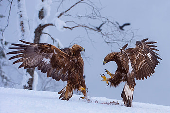 Fight, Golden Eagles HD wallpaper