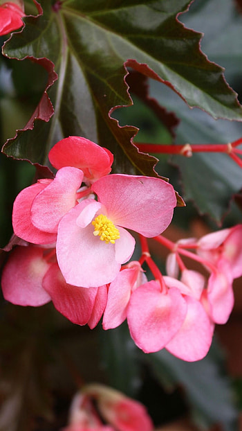 Begonia, Pink, Adorable, Flower HD phone wallpaper