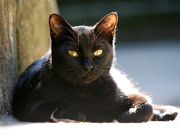 Animals, Shine, Light, Cat, Muzzle HD wallpaper