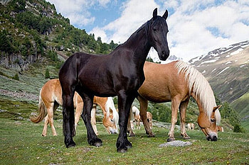 Wild Horses, horses, beautiful, wild HD wallpaper