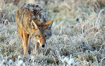 Coyote , Captivating HD wallpaper