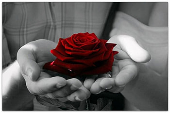 For You, rose, man, red, hands, beautiful HD wallpaper