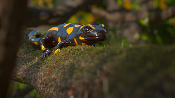 Artistic representation of fire salamander, Wildlife's digital masterpiece, Nature-inspired art, Creative animal tribute HD wallpaper