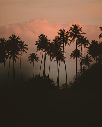 Nature, Bush, Dark, Fog, Palm HD phone wallpaper