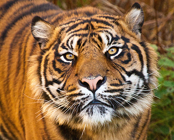 Animals, Muzzle, Predator, Sight, Opinion, Tiger HD wallpaper