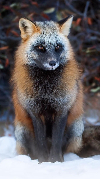 Fox, Animal HD phone wallpaper