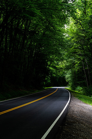 Nature, Trees, Road, Turn, Forest, Asphalt HD phone wallpaper