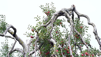 Red Jonathan, Apple Trees HD wallpaper