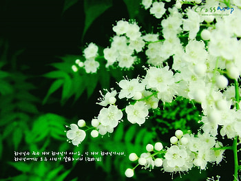 Green Raiser, flowers, green HD wallpaper