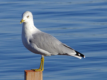 Expression Of dom, fish, seagull, water, ringbill HD wallpaper