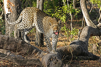 Best Botswana , Pexels stock , Beautiful moments, Captivating views HD wallpaper