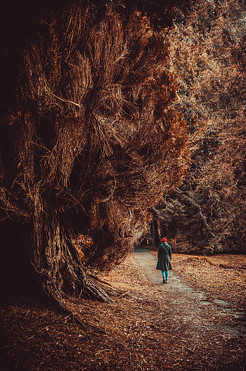 Nature, Autumn, Seclusion, Privacy, Forest, Loneliness HD phone wallpaper