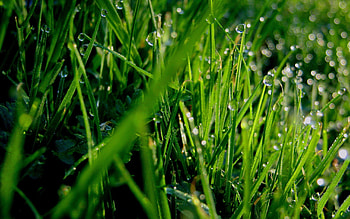 Grass, Drops, Macro, Greens, Dew HD wallpaper