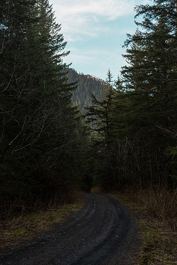 Nature, Trees, Road, Turn, Forest HD phone wallpaper
