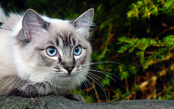 Animals, Cat, Eyes, Branch, Greens HD wallpaper